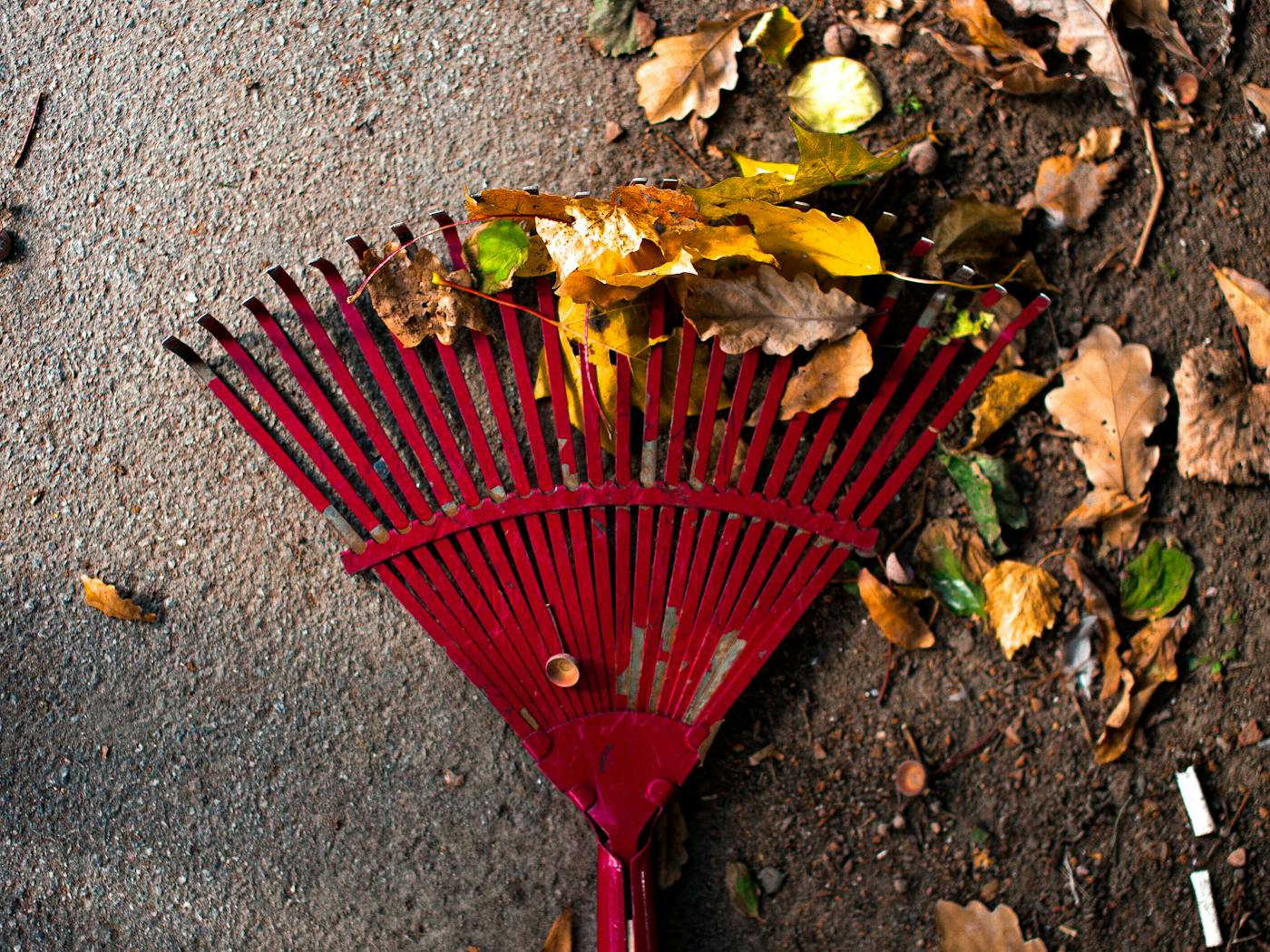 Fall leaf removal in progress with a rake on a residential driveway.
